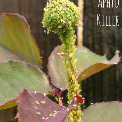 DIY aphid killer