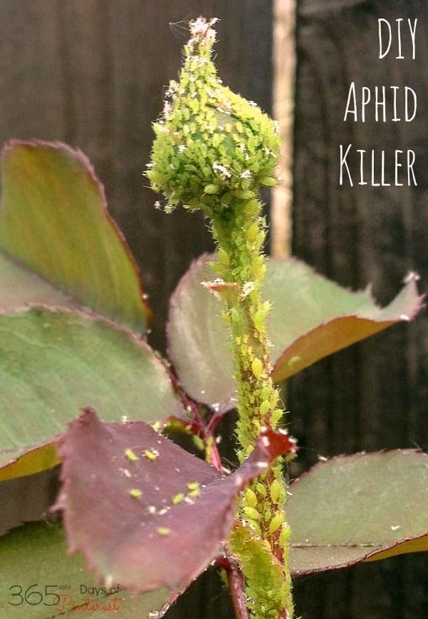 Yuck! Aphids destroying your roses? Mix up this DIY Aphid Killer and see results in just 24 hours! via @nmburk