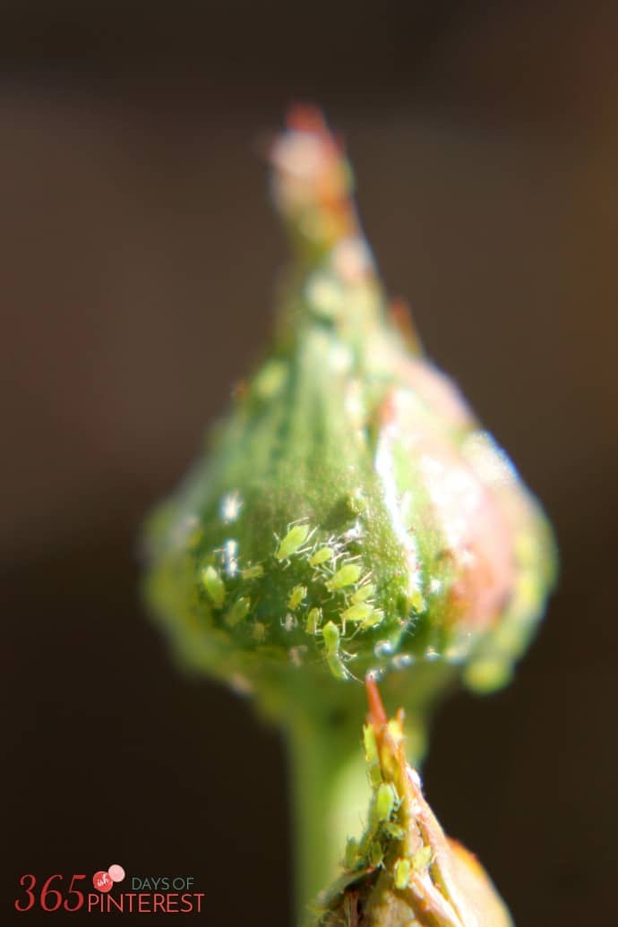 closeup of green aphids