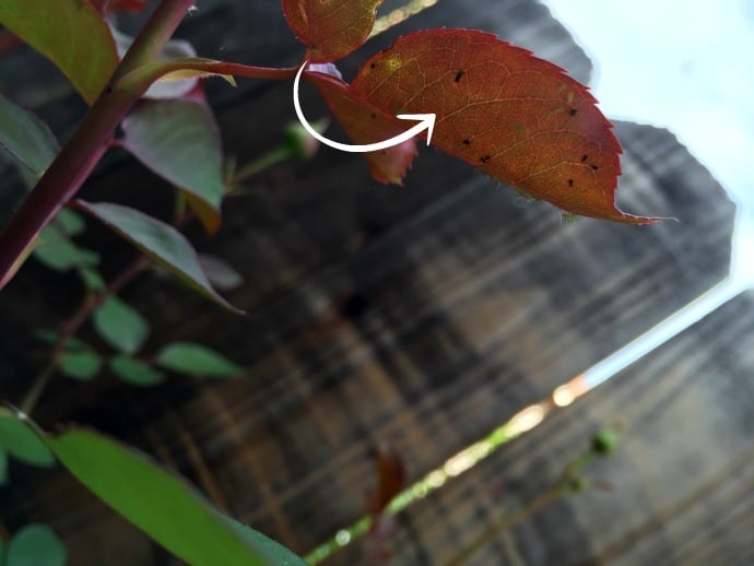 rose bush leaves