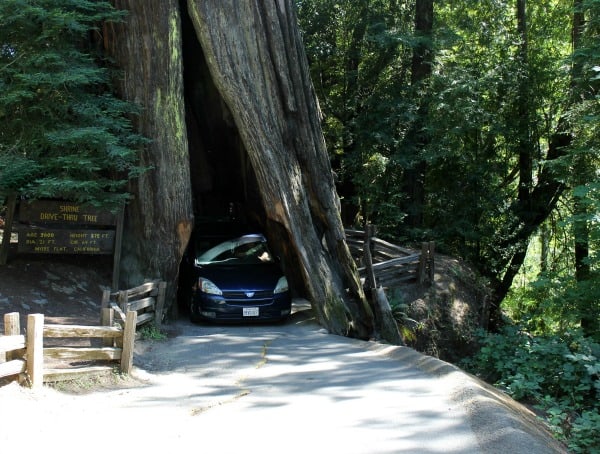 redwoods tree