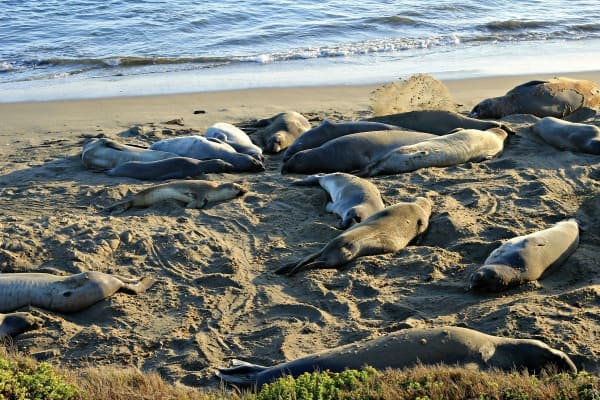 elephant seal beach resized