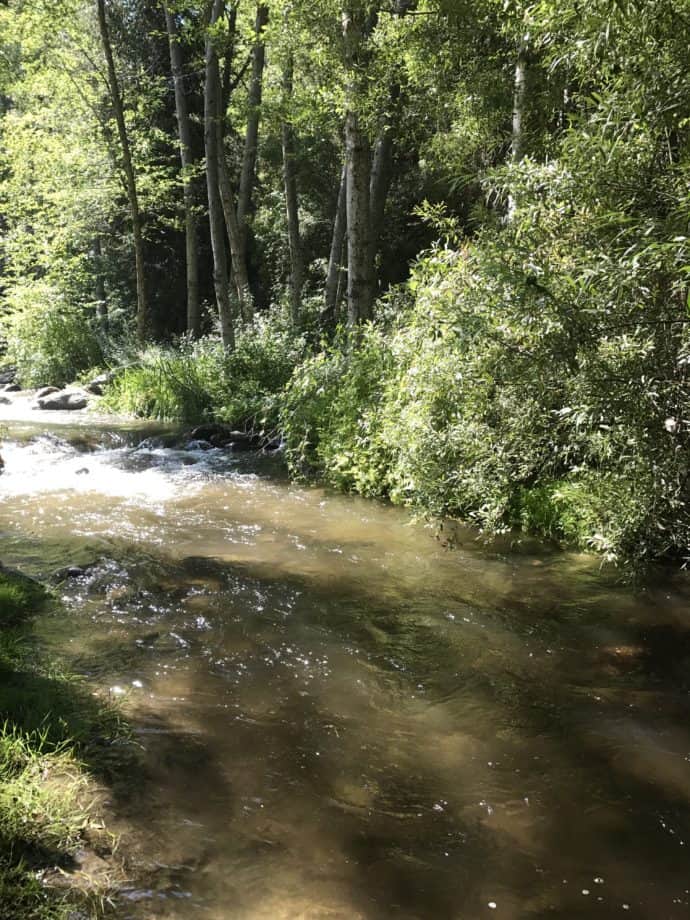 mountain creek lined with trees