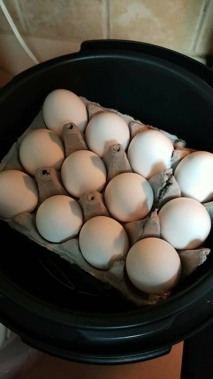 cardboard egg holder inside pressure cooker used to hold eggs for cooking